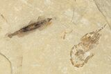 Cretaceous, Soft Bodied Squid Fossil With Shrimp - Pos/Neg #202155-4